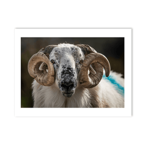 scottish-blackface-ram-portrait-kerry PM