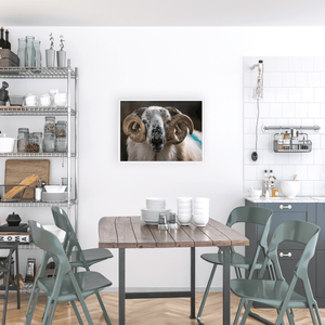 scottish-blackface-ram-portrait-kerry WFA3