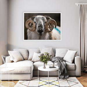 scottish-blackface-ram-portrait-kerry WFW