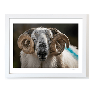 scottish-blackface-ram-portrait-kerry WF