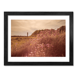 Nua Photography Print Sea Thrift Wildflowers at Golden Hour, Portrane Co. Dublin Sea Thrift Portrane Golden Hour Print | Nua Photography