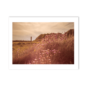 Nua Photography Print Sea Thrift Wildflowers at Golden Hour, Portrane Co. Dublin Sea Thrift Portrane Golden Hour Print | Nua Photography