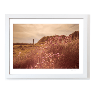 Nua Photography Print Sea Thrift Wildflowers at Golden Hour, Portrane Co. Dublin Sea Thrift Portrane Golden Hour Print | Nua Photography