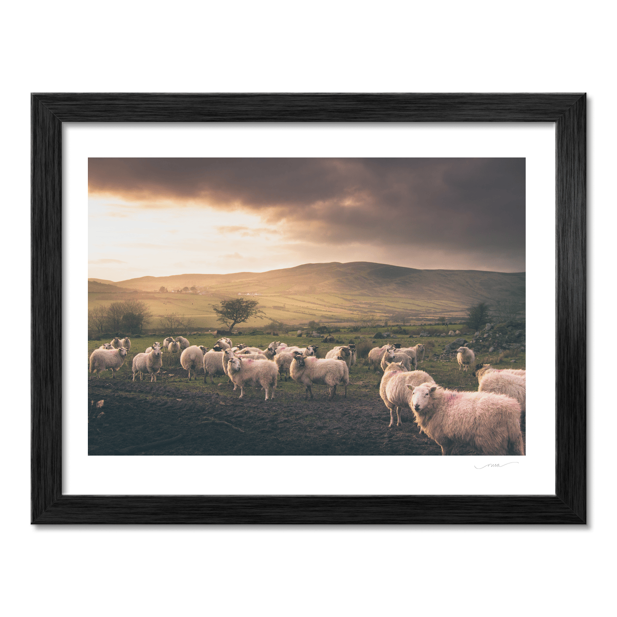 sheep-flock-cooley-mountains-dramatic-sky PM