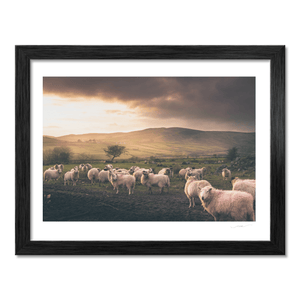 sheep-flock-cooley-mountains-dramatic-sky BF