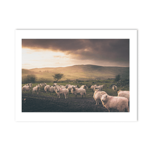 sheep-flock-cooley-mountains-dramatic-sky PM