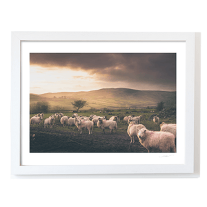 sheep-flock-cooley-mountains-dramatic-sky WF