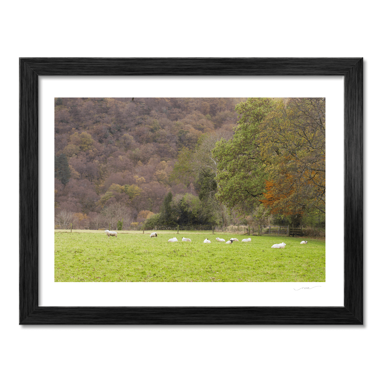 sheep-grazing-autumn-woodland-valley PM