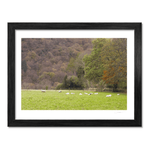 sheep-grazing-autumn-woodland-valley BF