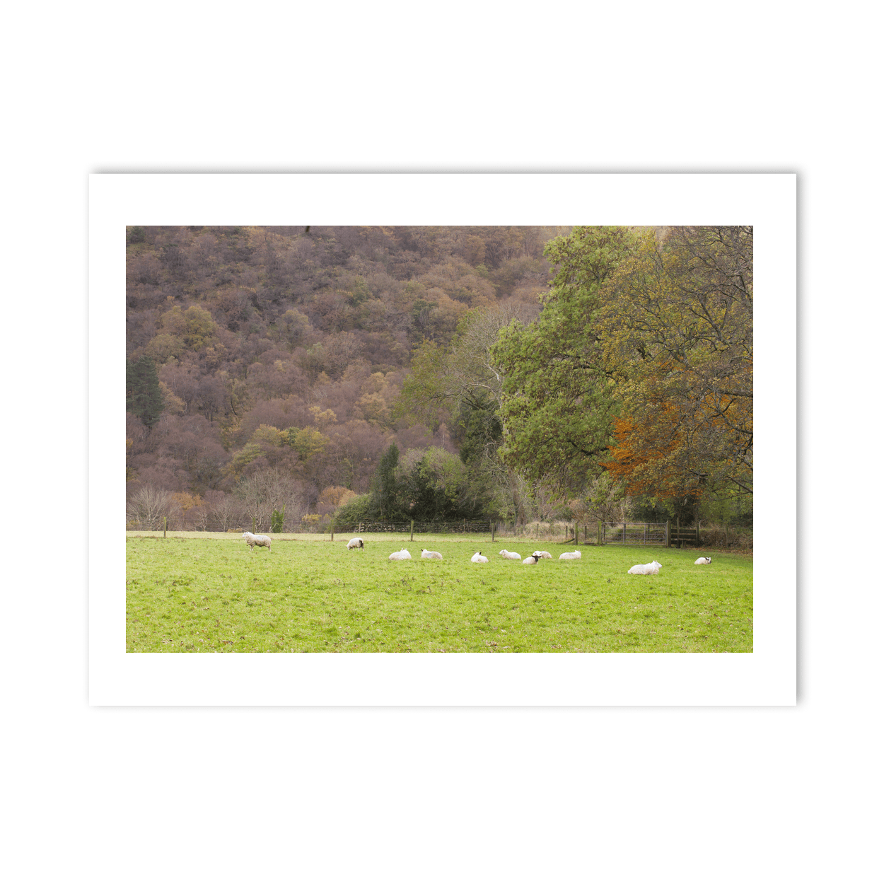 sheep-grazing-autumn-woodland-valley PM