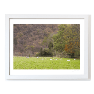 sheep-grazing-autumn-woodland-valley WF