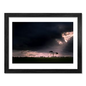 sheep-grazing-dramatic-storm-light-lone-tree BF