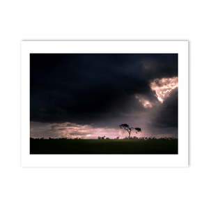 sheep-grazing-dramatic-storm-light-lone-tree PM