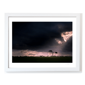 sheep-grazing-dramatic-storm-light-lone-tree WF