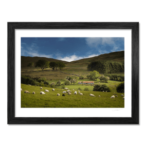 sheep-grazing-mourne-mountains-summer BF