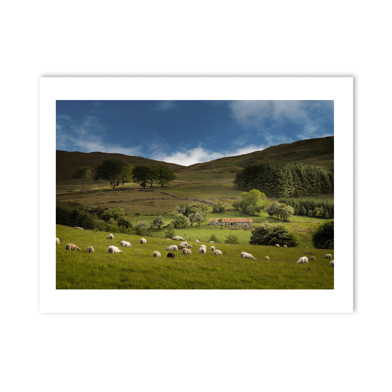 sheep-grazing-mourne-mountains-summer PM