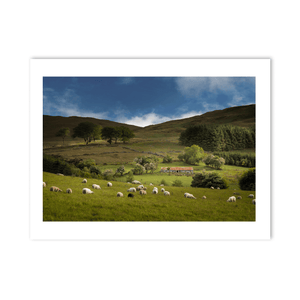 sheep-grazing-mourne-mountains-summer PM