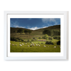 sheep-grazing-mourne-mountains-summer WF