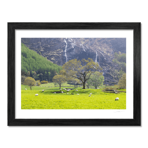 sheep-grazing-waterfall-spring-kerry BF