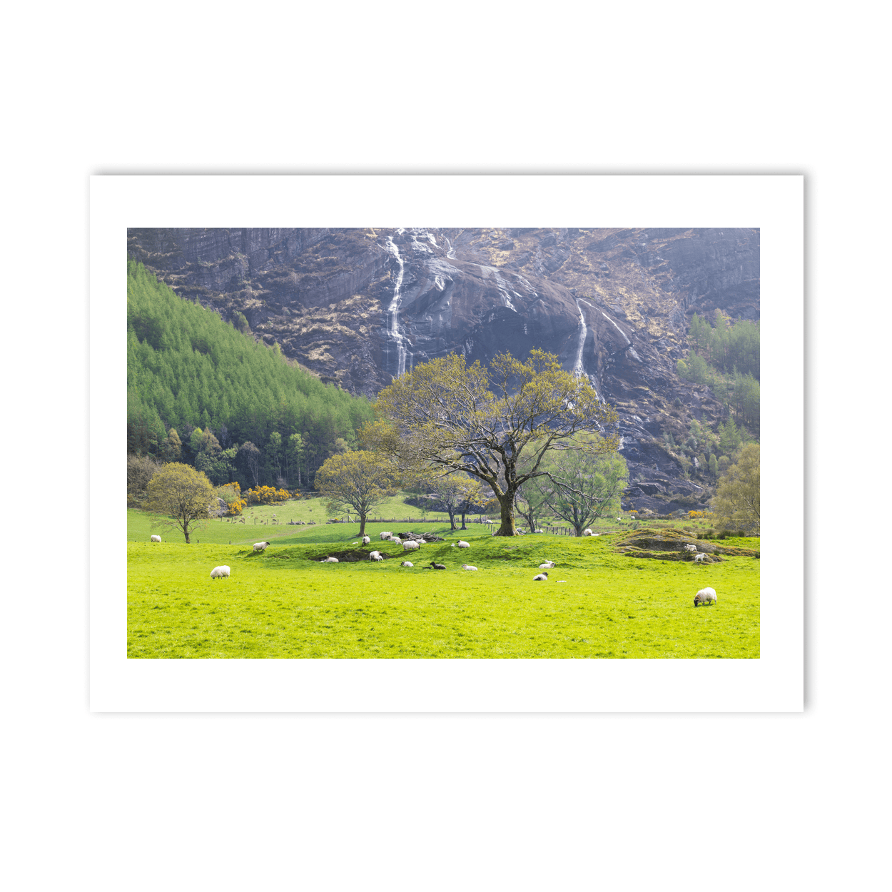 sheep-grazing-waterfall-spring-kerry PM
