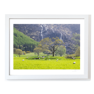sheep-grazing-waterfall-spring-kerry WF