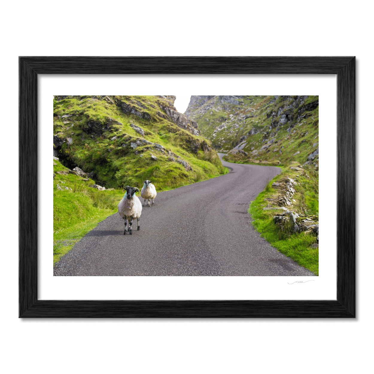 sheep-on-winding-mountain-road-gap-of-dunloe PM