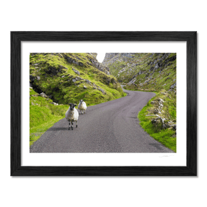 sheep-on-winding-mountain-road-gap-of-dunloe BF