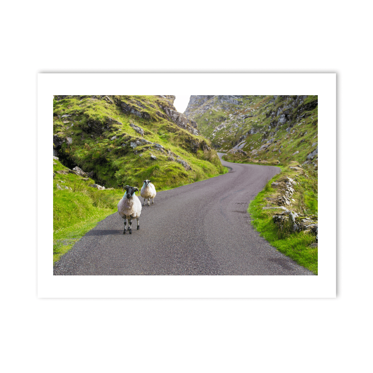 sheep-on-winding-mountain-road-gap-of-dunloe PM