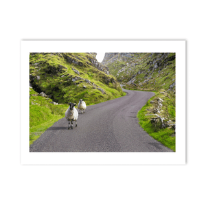 sheep-on-winding-mountain-road-gap-of-dunloe PM