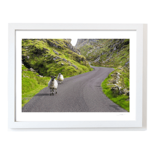 sheep-on-winding-mountain-road-gap-of-dunloe WF