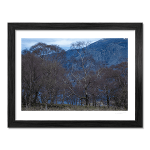 Nua Photography Print Silver Birch Trees Against Slate Quarry, Snowdonia Wales Silver Birch Trees Slate Quarry Snowdonia Print | Nua Photography