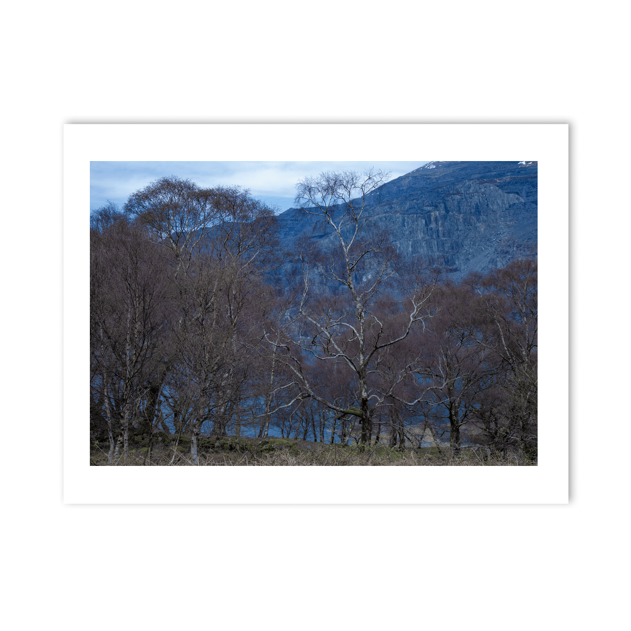 Nua Photography Print Silver Birch Trees Against Slate Quarry, Snowdonia Wales Silver Birch Trees Slate Quarry Snowdonia Print | Nua Photography