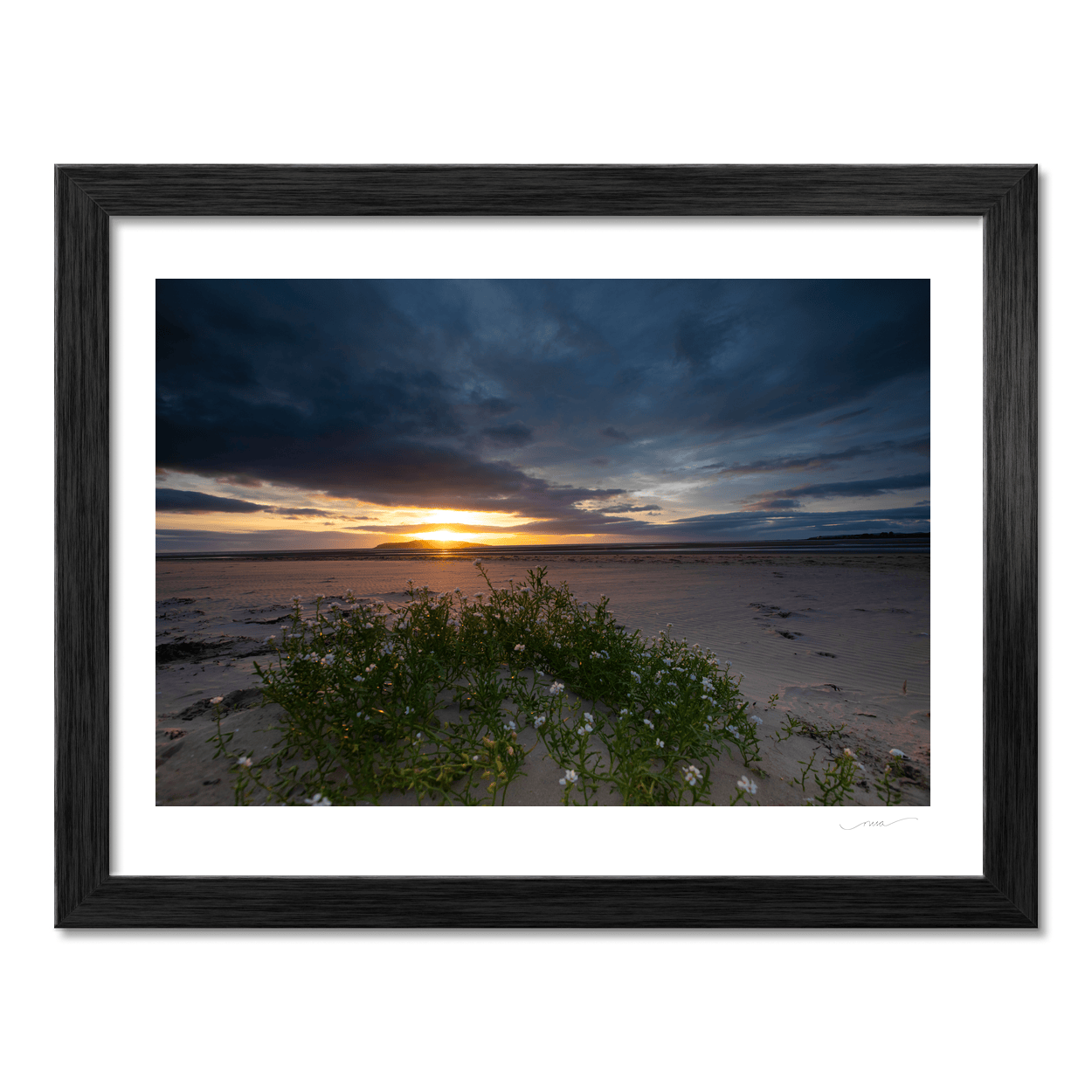 south-beach-sunset-sea-rocket-wildflowers PM