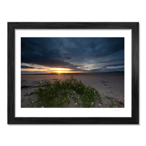 south-beach-sunset-sea-rocket-wildflowers BF