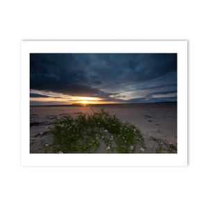 south-beach-sunset-sea-rocket-wildflowers PM