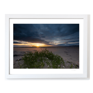 south-beach-sunset-sea-rocket-wildflowers WF