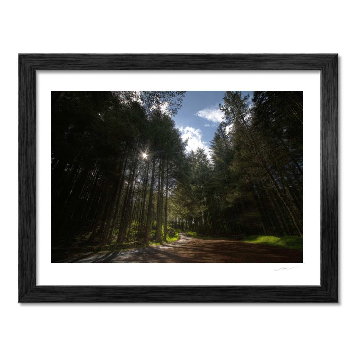 Nua Photography Print Sunlit Forest Path Through the Pines, Co. Down Sunlit Forest Path Through the Pines Print | Nua Photography
