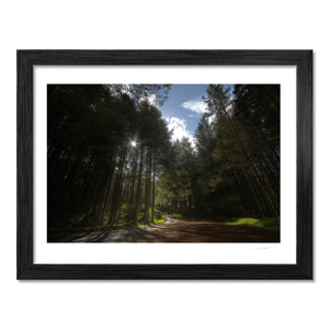 Sunlit Forest Path Through the Pines, Co. Down fine art photography print by Nua Photography