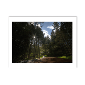 Sunlit Forest Path Through the Pines, Co. Down fine art photography print by Nua Photography