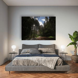Sunlit Forest Path Through the Pines, Co. Down fine art photography print by Nua Photography