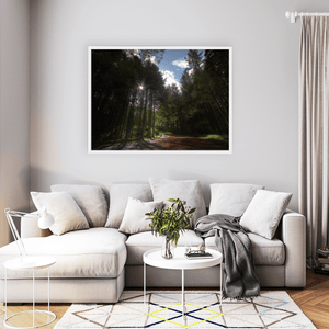 Sunlit Forest Path Through the Pines, Co. Down fine art photography print by Nua Photography
