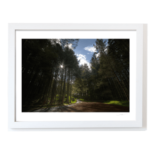 Sunlit Forest Path Through the Pines, Co. Down fine art photography print by Nua Photography