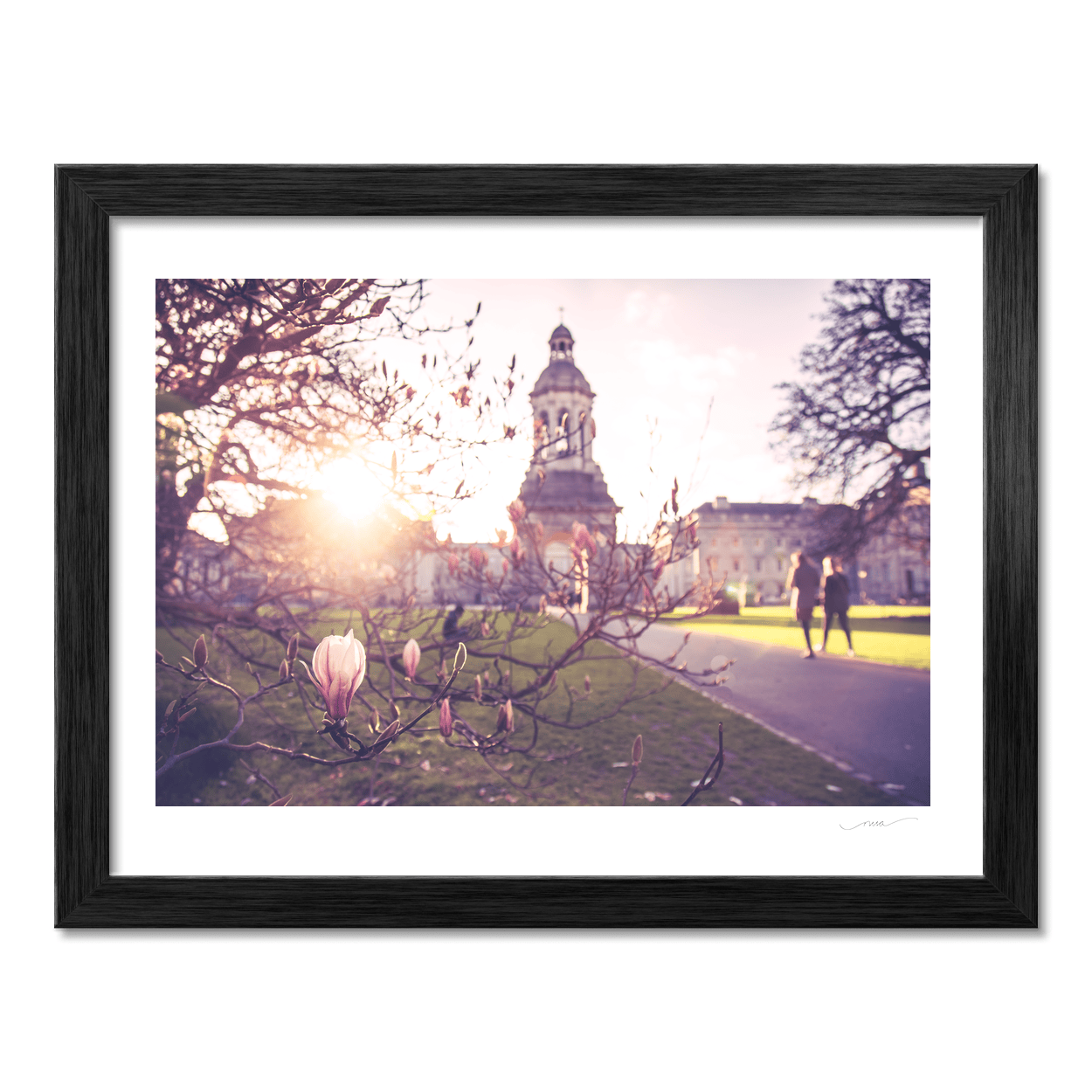 Nua Photography Print Trinity College Campanile Through Spring Magnolia Blossoms, Dublin City Trinity College Campanile Spring Magnolia Print | Nua Photography