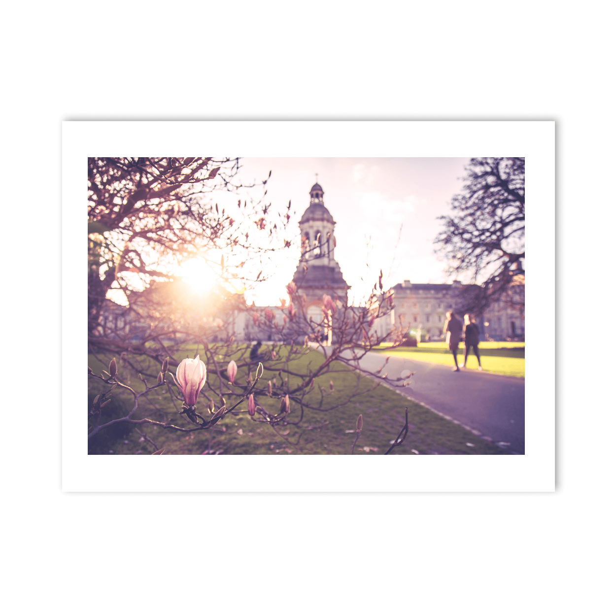 Nua Photography Print Trinity College Campanile Through Spring Magnolia Blossoms, Dublin City Trinity College Campanile Spring Magnolia Print | Nua Photography