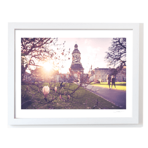 Nua Photography Print Trinity College Campanile Through Spring Magnolia Blossoms, Dublin City Trinity College Campanile Spring Magnolia Print | Nua Photography