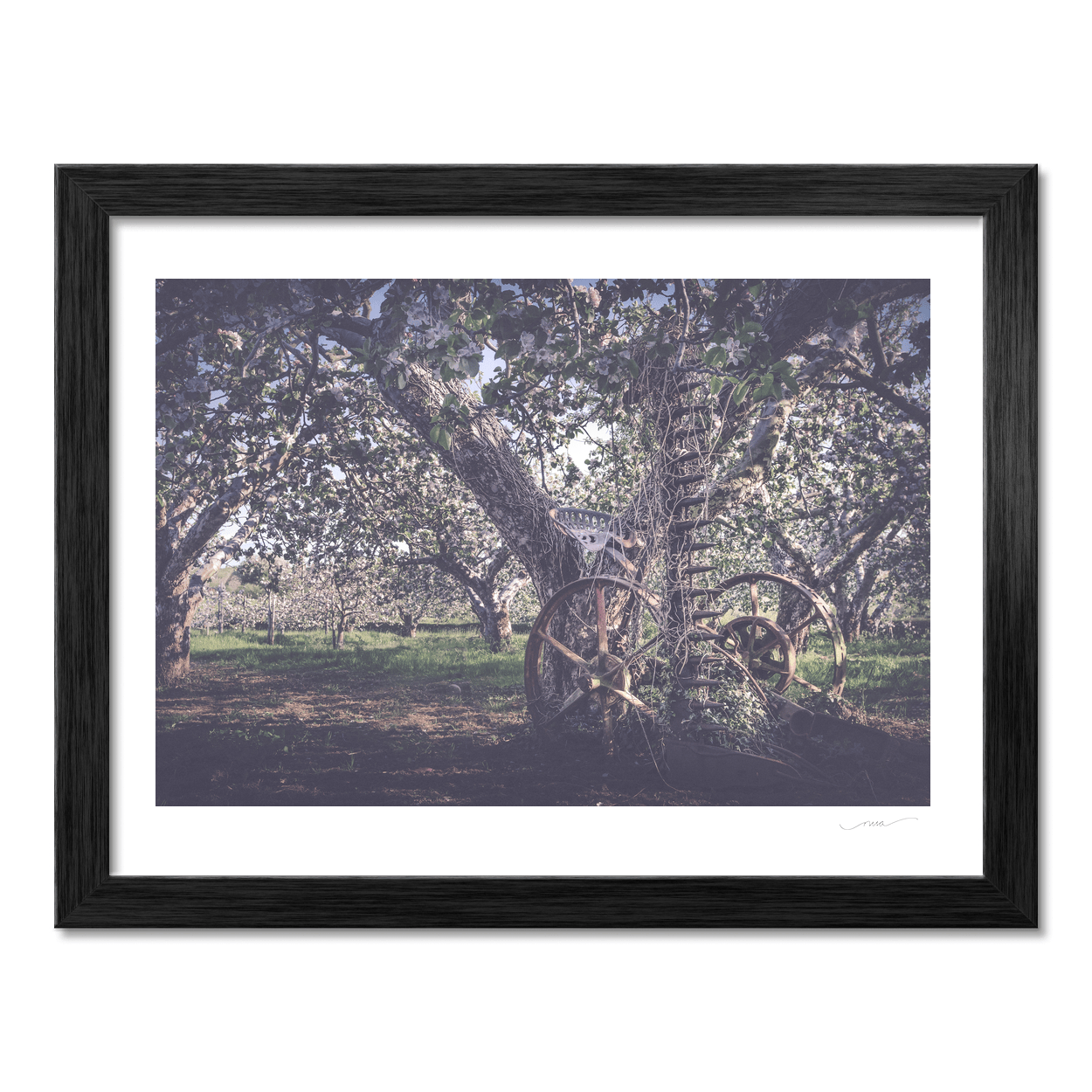 vintage-farm-machinery-apple-orchard-blossom PM