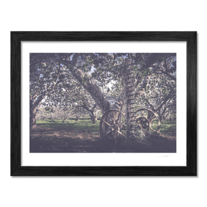 Vintage Farm Machinery in Apple Orchard Blossom, Co. Armagh fine art photography print by Nua Photography