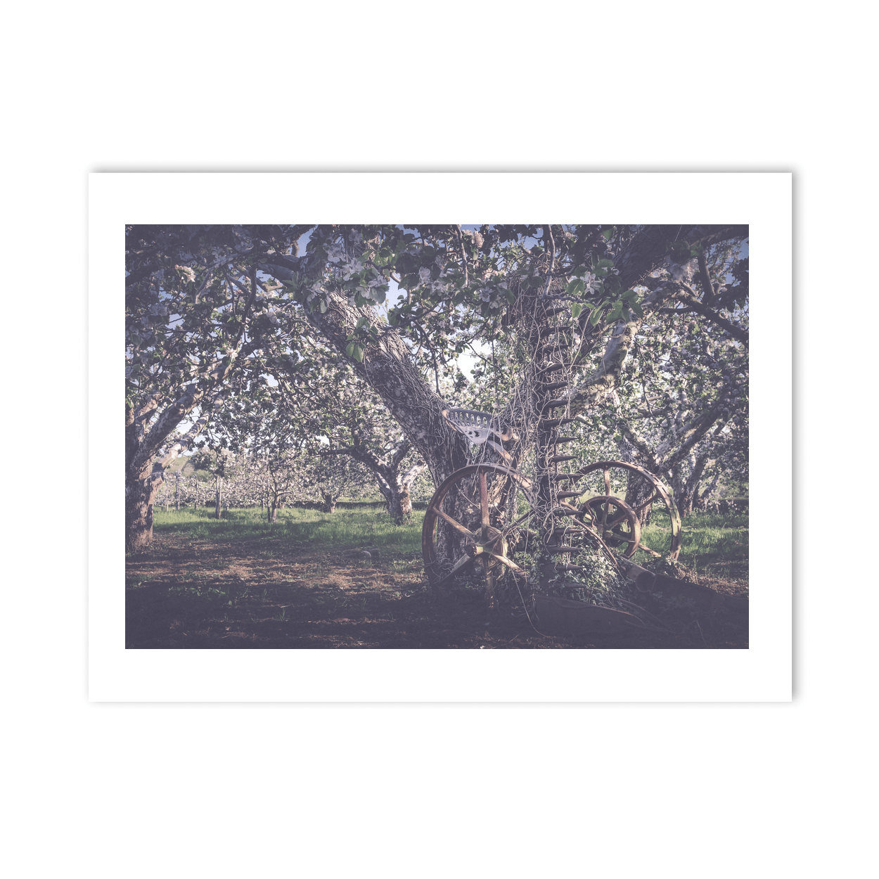 vintage-farm-machinery-apple-orchard-blossom PM