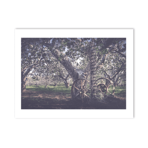 Vintage Farm Machinery in Apple Orchard Blossom, Co. Armagh fine art photography print by Nua Photography