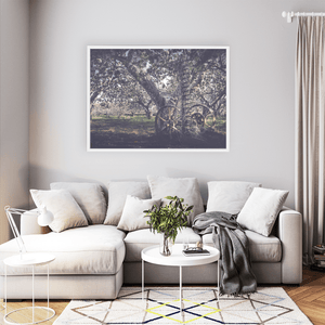 Vintage Farm Machinery in Apple Orchard Blossom, Co. Armagh fine art photography print by Nua Photography
